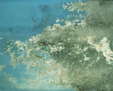 Exterior paint problem with efflorescence / mottling